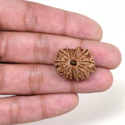 12-Mukhi-Rudraksha-Nepal-16-Hand