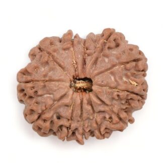 12 Mukhi Rudraksha