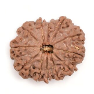 12-Mukhi-Rudraksha-Nepal-17