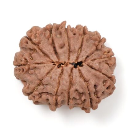 12-Mukhi-Rudraksha-Nepal-17-Back