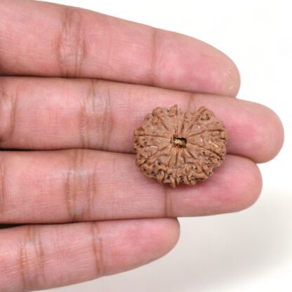 12-Mukhi-Rudraksha-Nepal-17-Hand