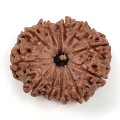 12-Mukhi-Rudraksha-Nepal-19