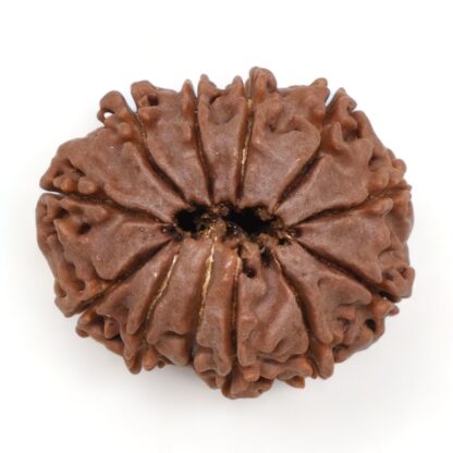 12-Mukhi-Rudraksha-Nepal-19-Back