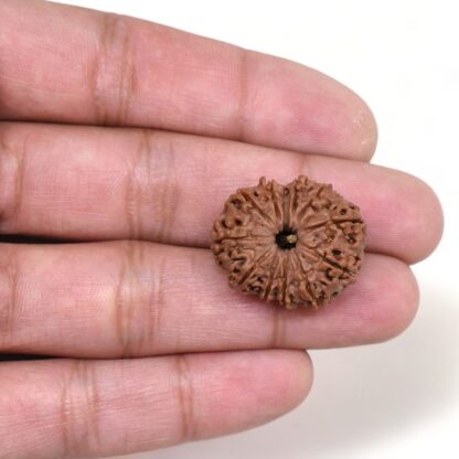 12-Mukhi-Rudraksha-Nepal-19-Hand