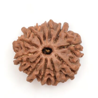 12-Mukhi-Rudraksha-Nepal-2