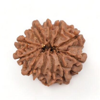 12-Mukhi-Rudraksha-Nepal-2-Back