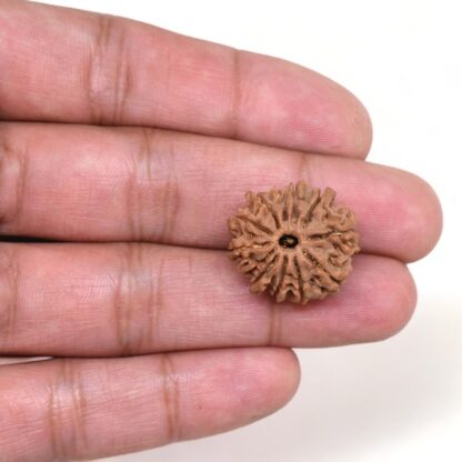 12-Mukhi-Rudraksha-Nepal-2-Hand