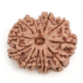 12-Mukhi-Rudraksha-Nepal-20