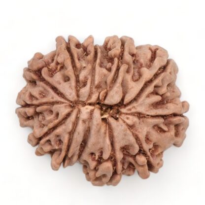 12-Mukhi-Rudraksha-Nepal-20-Back