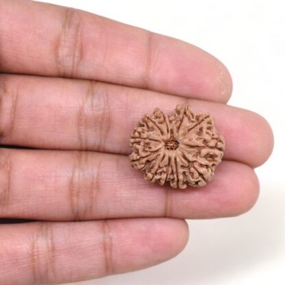 12-Mukhi-Rudraksha-Nepal-20-Hand