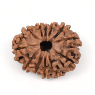 12-Mukhi-Rudraksha-Nepal-3