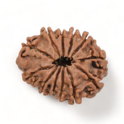 12-Mukhi-Rudraksha-Nepal-3-Back