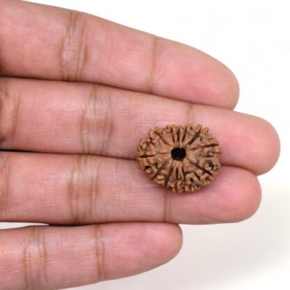 12-Mukhi-Rudraksha-Nepal-3-Hand