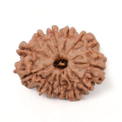 12-Mukhi-Rudraksha-Nepal-4