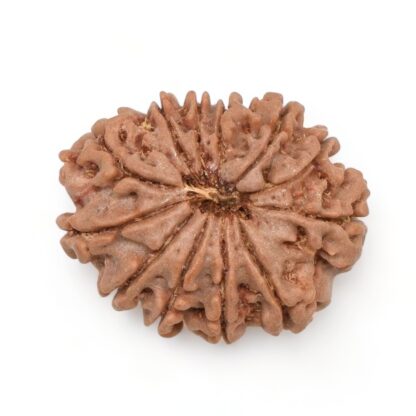 12-Mukhi-Rudraksha-Nepal-4-Back