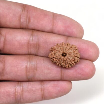 12-Mukhi-Rudraksha-Nepal-4-Hand