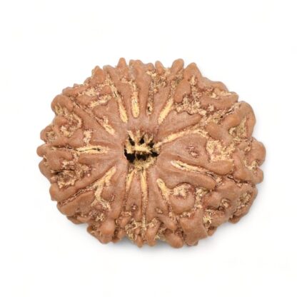 12-Mukhi-Rudraksha-Nepal-5