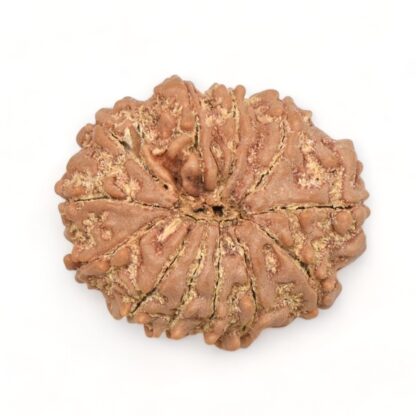 12-Mukhi-Rudraksha-Nepal-5-Back