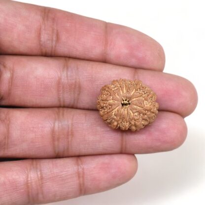 12-Mukhi-Rudraksha-Nepal-5-Hand