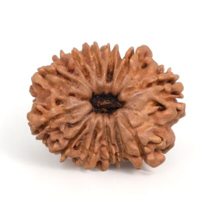 12-Mukhi-Rudraksha-Nepal-6