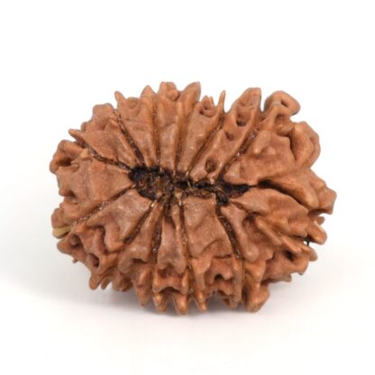 12-Mukhi-Rudraksha-Nepal-6-Back