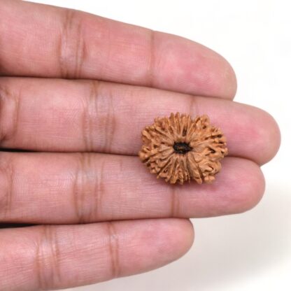 12-Mukhi-Rudraksha-Nepal-6-Hand