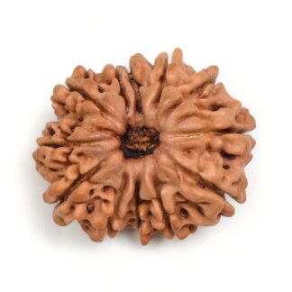 12-Mukhi-Rudraksha-Nepal-7