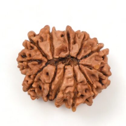 12-Mukhi-Rudraksha-Nepal-7-Back