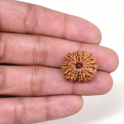 12-Mukhi-Rudraksha-Nepal-7-Hand