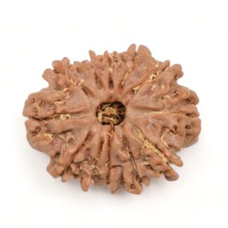 12-Mukhi-Rudraksha-Nepal-8