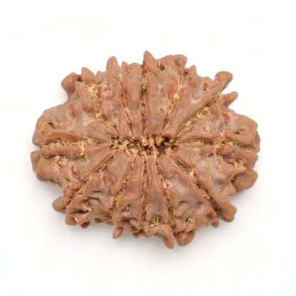 12-Mukhi-Rudraksha-Nepal-8-Back