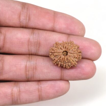 12-Mukhi-Rudraksha-Nepal-8-Hand