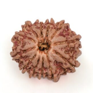 12-Mukhi-Rudraksha-Nepal-9