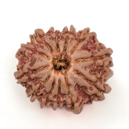 12-Mukhi-Rudraksha-Nepal-9