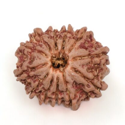 12-Mukhi-Rudraksha-Nepal-9