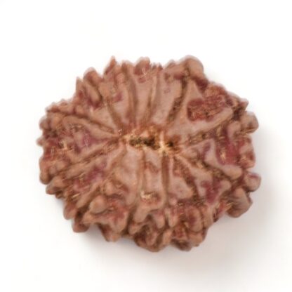 12-Mukhi-Rudraksha-Nepal-9-Back