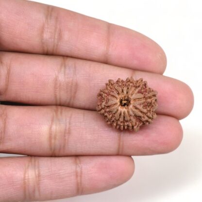 12-Mukhi-Rudraksha-Nepal-9-Hand