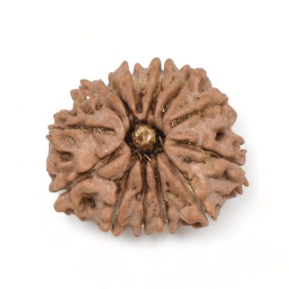 13-Mukhi-Rudraksha-Nepal-1