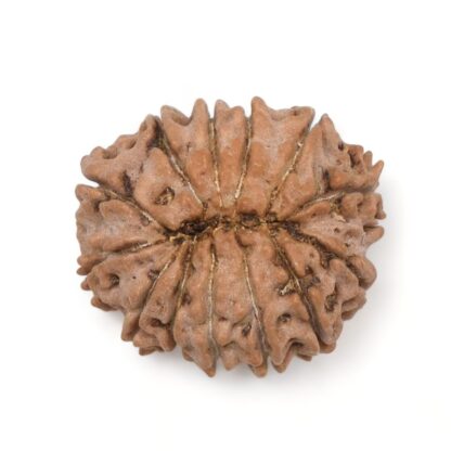 13-Mukhi-Rudraksha-Nepal-1-Back