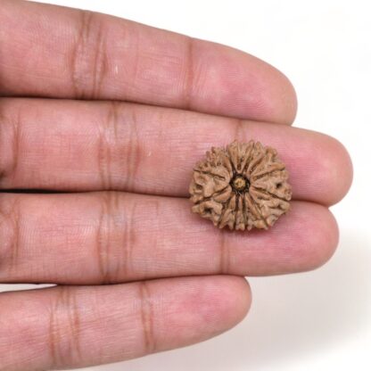 13-Mukhi-Rudraksha-Nepal-1-Hand