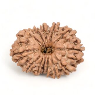 13-Mukhi-Rudraksha-Nepal-10