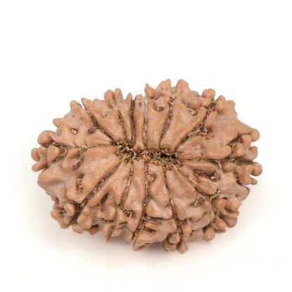 13-Mukhi-Rudraksha-Nepal-10-Back