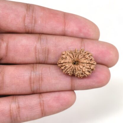 13-Mukhi-Rudraksha-Nepal-10-Hand