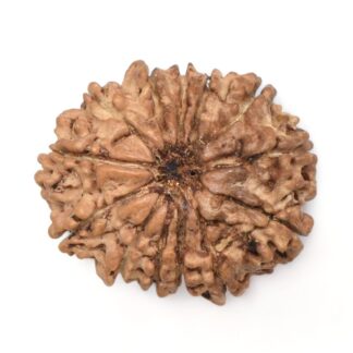 13-Mukhi-Rudraksha-Nepal-11