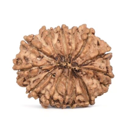 13-Mukhi-Rudraksha-Nepal-11-Back