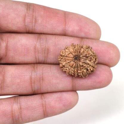 13-Mukhi-Rudraksha-Nepal-11-Hand