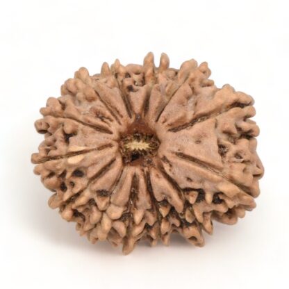 13-Mukhi-Rudraksha-Nepal-12