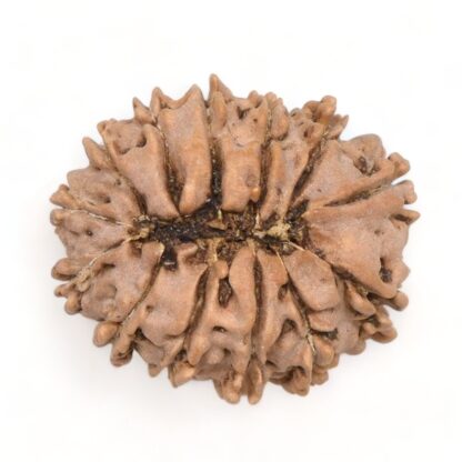 13-Mukhi-Rudraksha-Nepal-12-Back