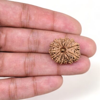 13-Mukhi-Rudraksha-Nepal-12-Hand