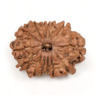 13-Mukhi-Rudraksha-Nepal-13